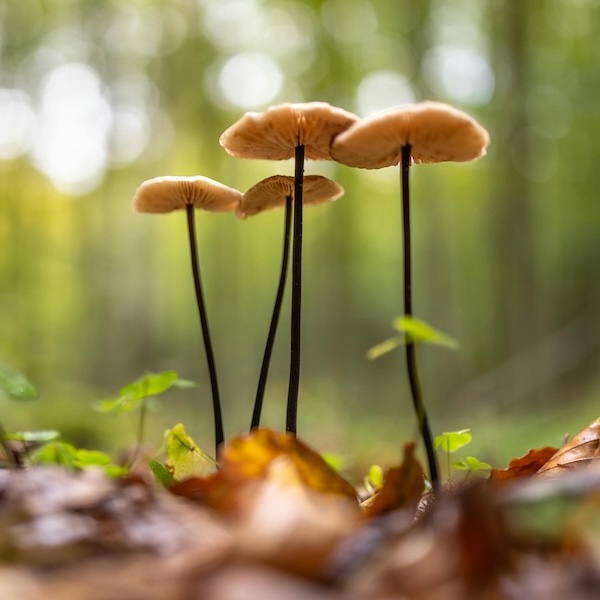 Close-up of four slender mushrooms with brown caps, growing among fallen leaves and small green plants in a sunlit forest. Peaceful and natural.