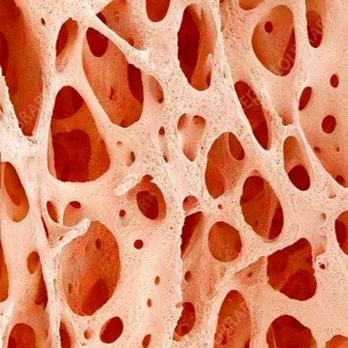 Light orange microscopic view of bone tissue