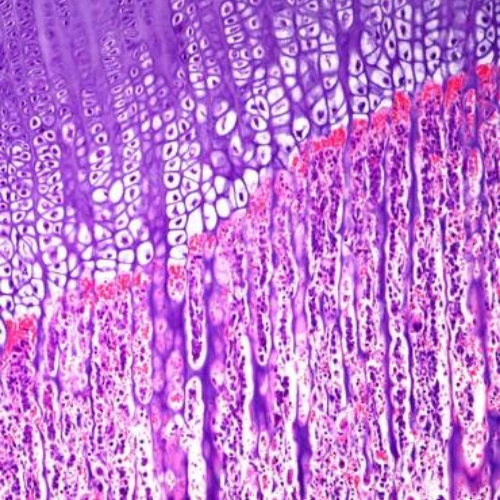 Purple and pink cells in microscopic view